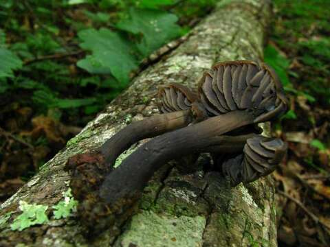 Image of Neohygrocybe