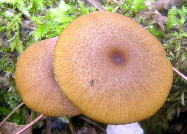 Image of Entoloma formosum (Fr.) Noordel. 1985