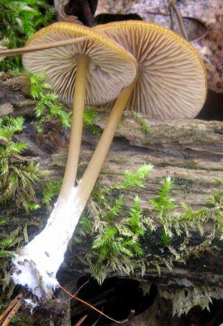 Image of Entoloma formosum (Fr.) Noordel. 1985