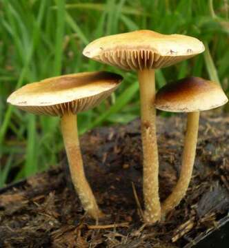 Image of Agrocybe