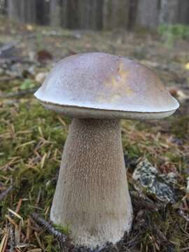 Image of Boletus