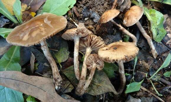 Image of Cyclocybe erebia (Fr.) Vizzini & Matheny 2014