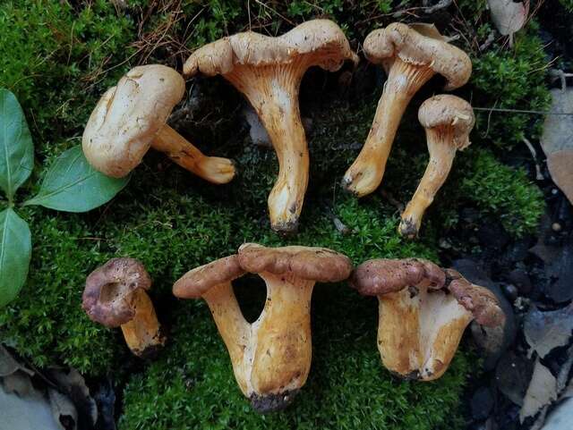 Plancia ëd Cantharellus lewisii Buyck & V. Hofst. 2011