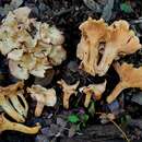 Image of Cantharellus lewisii Buyck & V. Hofst. 2011