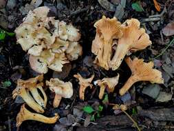Image of Cantharellus lewisii Buyck & V. Hofst. 2011