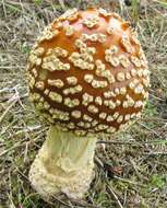 Image of Royal Fly Agaric