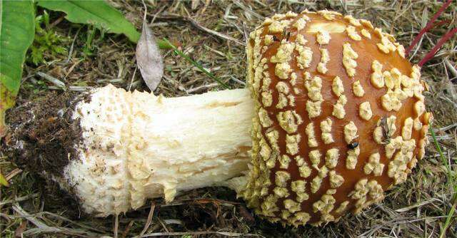 Image of Royal Fly Agaric