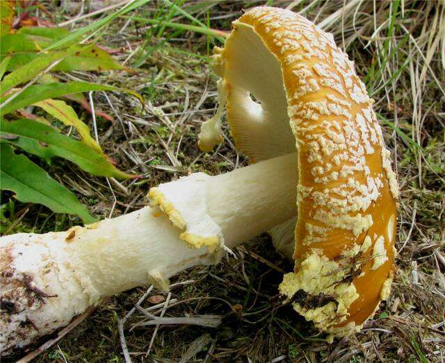 Image of Royal Fly Agaric