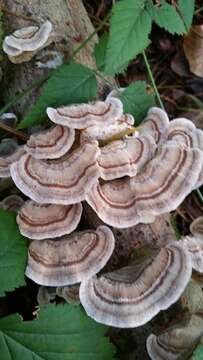 Image of Trametes