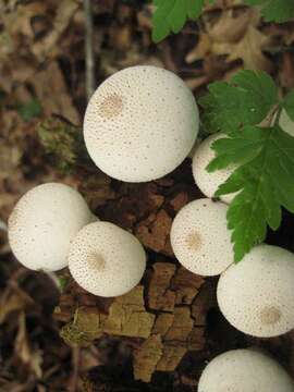 Imagem de Lycoperdon