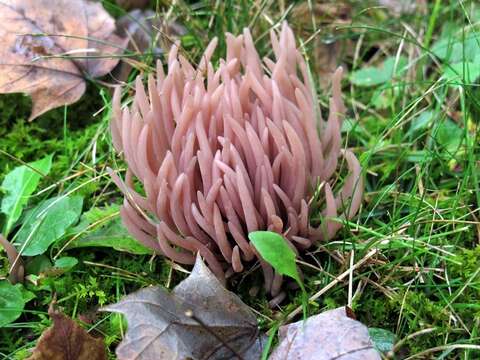 Image of Clavaria