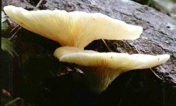 Image of Pleurotus