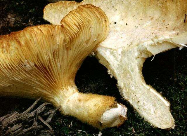 Image of Pleurotus