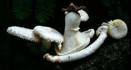 Image of Pleurotus