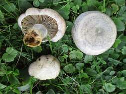 Image of Lactarius chelidonium Peck 1872