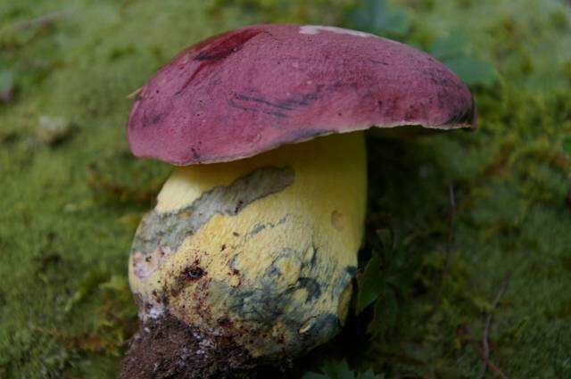 Image of Butyriboletus roseopurpureus (Both, Bessette & Roody) Kuan Zhao, Gang Wu, Halling & Zhu L. Yang 2015