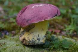 Image de Butyriboletus roseopurpureus (Both, Bessette & Roody) Kuan Zhao, Gang Wu, Halling & Zhu L. Yang 2015