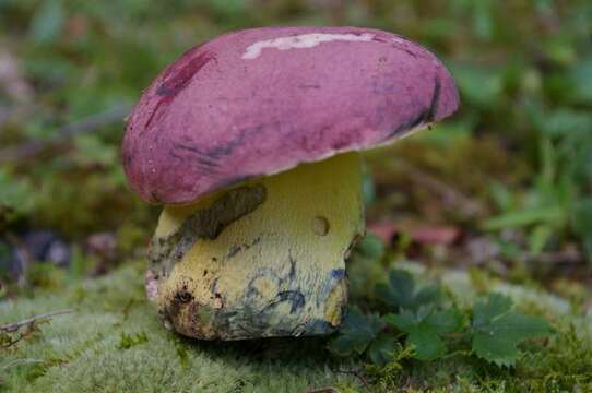 Butyriboletus roseopurpureus (Both, Bessette & Roody) Kuan Zhao, Gang Wu, Halling & Zhu L. Yang 2015 resmi