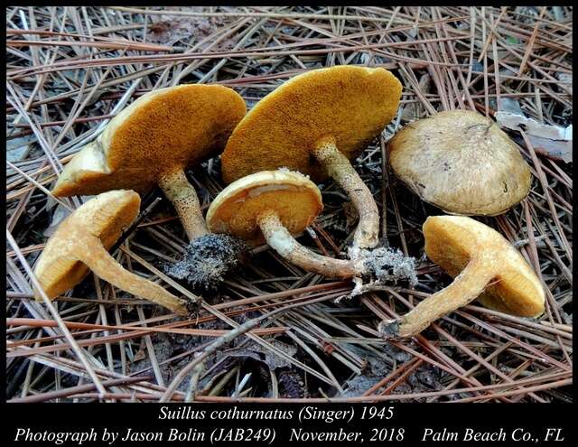 صورة Suillus cothurnatus Singer 1945