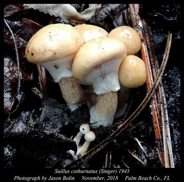 صورة Suillus cothurnatus Singer 1945