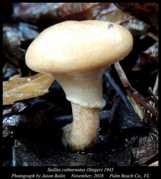 Image of Suillus cothurnatus Singer 1945