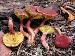 Imagem de Phylloporus