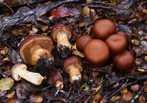 Image of Cortinarius rubrocastaneus (Soop) A.-M. B. Oliv. & Orlovich 2002