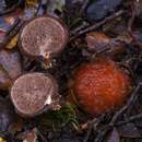 Image of Cortinarius beeverorum Orlovich, X. Yue Wang & T. Lebel 2014