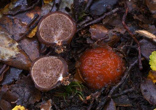 Image of Cortinarius beeverorum Orlovich, X. Yue Wang & T. Lebel 2014