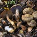 Image of Cortinarius cupreonatus Soop 2001