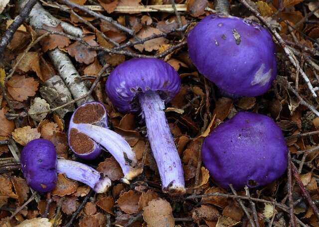 Слика од Cortinarius porphyroideus Peintner & M. M. Moser 2002