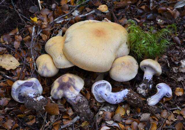 Imagem de Cortinarius ionomataius Soop 2005