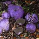 Image of velvet potato fungus