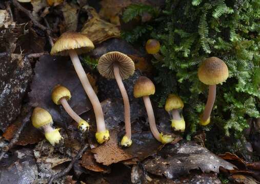 Inocybe luteobulbosa E. Horak 1978 resmi