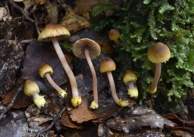 Image of Inocybe luteobulbosa E. Horak 1978