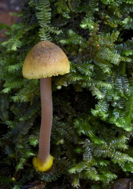 Imagem de Inocybe luteobulbosa E. Horak 1978