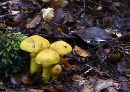 Image of Cortinarius canarius (E. Horak) Gasparini 2014