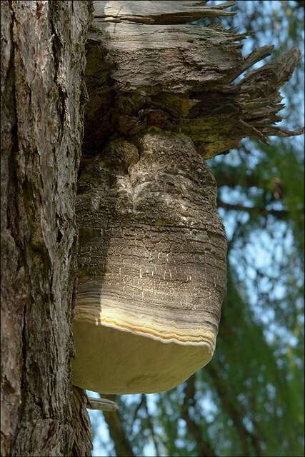 Image of Fomitopsis