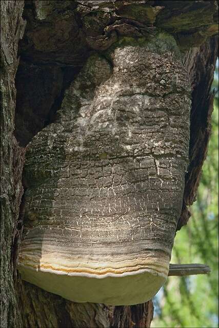 Image of Fomitopsis