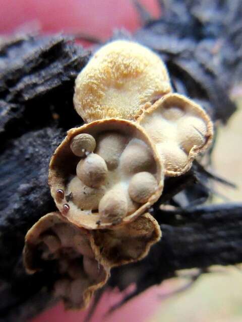 白蛋巢菌属的图像