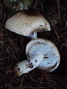 Image of Agaricus augustus Fr. 1838