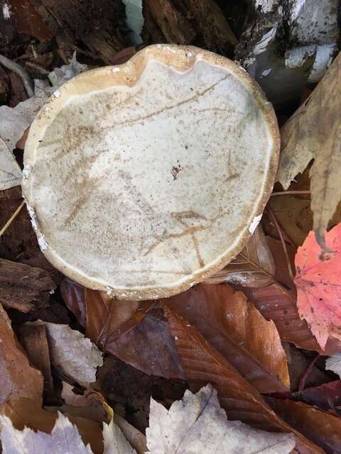 Image of Fomitopsis