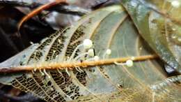 Image of <i>Mycena lux-pelliculosa</i>