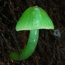 Imagem de Gliophorus viridis (G. Stev.) E. Horak 1971