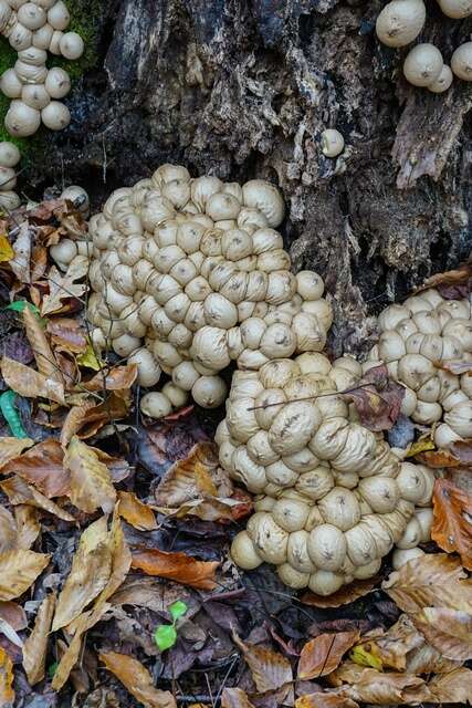 Image de Lycoperdon