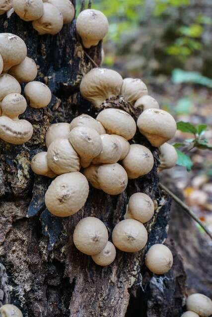 Image de Lycoperdon