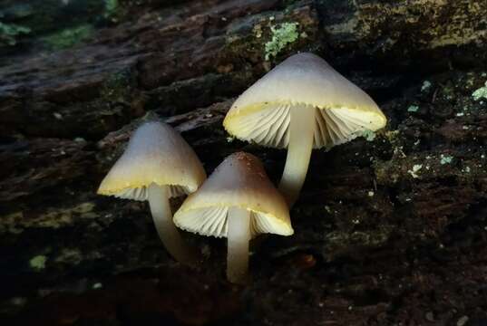 Image of Bonnet Mushroom