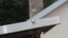 Image of Gray Cross Spider