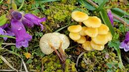 Plancia ëd Flammulina mexicana Redhead, Estrada & R. H. Petersen 2000