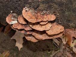 Image of Phellinus